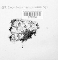 Pannaria lanuginosa image